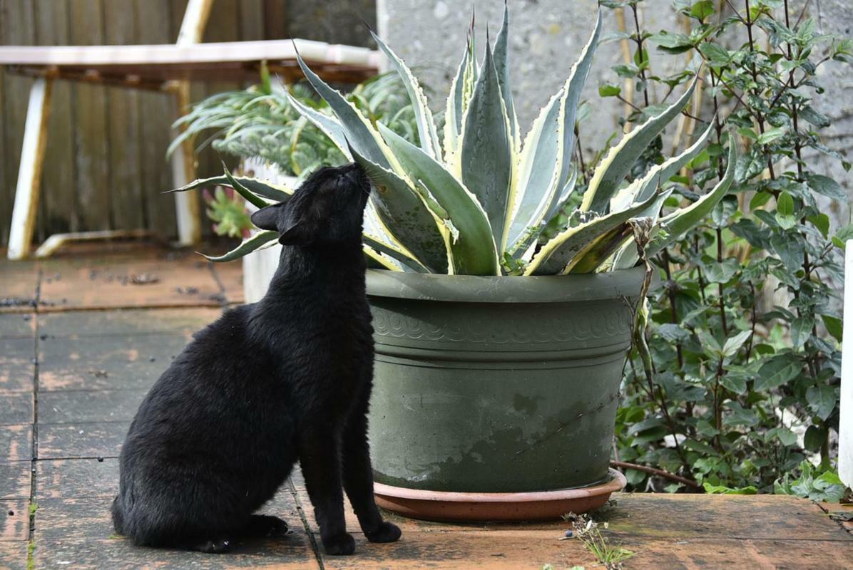 Tarcisio B&B Tavullia Zewnętrze zdjęcie
